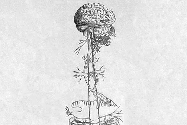 La théorie polyvagale et l’hypnose